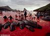 Massacro di delfini Calderones nelle isole Feroe (Danimarca)-image002-jpg