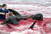 Massacro di delfini Calderones nelle isole Feroe (Danimarca)-image007-jpg
