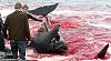 Massacro di delfini Calderones nelle isole Feroe (Danimarca)-image008-jpg