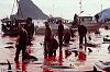 Massacro di delfini Calderones nelle isole Feroe (Danimarca)-image003-jpg