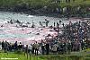 Massacro di delfini Calderones nelle isole Feroe (Danimarca)-image006-jpg