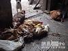 Polli cinesi: attenzione alla carne importata dalla Cina!-04-jpg